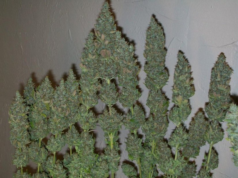Moham Ram – feminizované semienka 10 ks Sweet Seeds