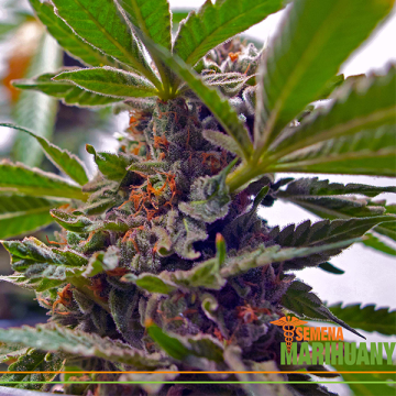 3 Terpeni di Cannabis Rari che Non Conosci Ancora