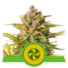 Sweet ZZ Automatic - semințe feminizate și autofloritoare 5 buc Royal Queen Seeds