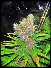 Grape Ape - feminizované semienka 10ks Barney´s Farm