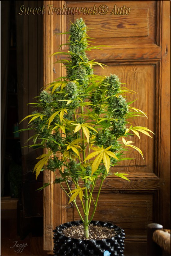 Sweet Trainwreck Auto - feminizované a autoflowering semienka 3ks Sweet Seeds