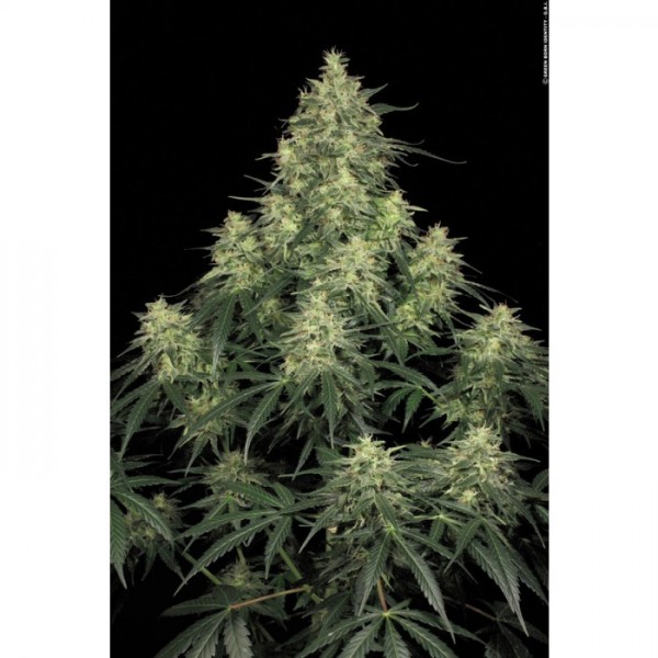 Atomical Haze - feminizovaná semínka 3 ks Paradise Seeds