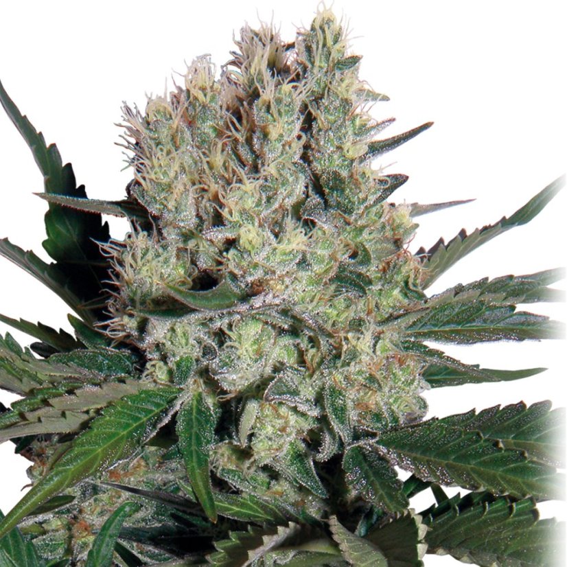 Sirup auto - feminizované semená, 3 ks, Buddha Seeds