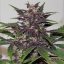 Purple Kush - feminizované a samonakvitacie semienka Buddha Seeds