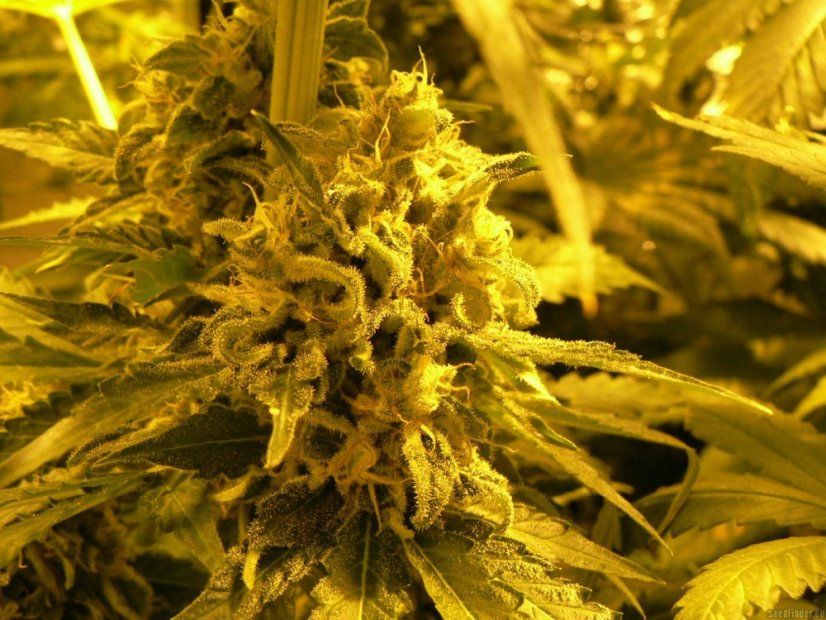 Green Poison – feminizovaná semínka 3ks Sweet Seeds