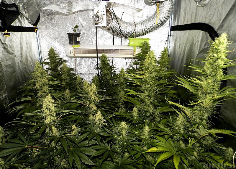 Shark Shock CBD - feminized seeds 3pcs Dinafem