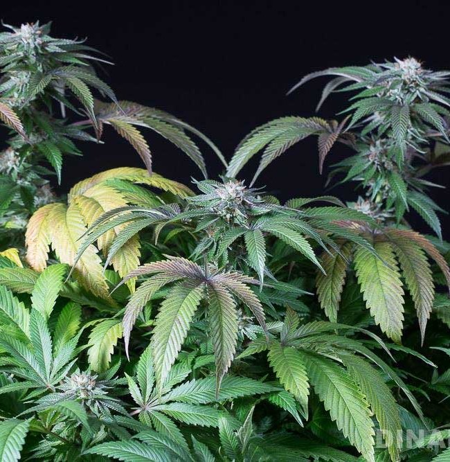 Bubba Kush Auto - fem. a autoflowering semienka 3ks Dinafem