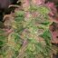 Hawaii Maui Waui - feminisierte Marihuana Samen 5 Stück Nirvana Seeds