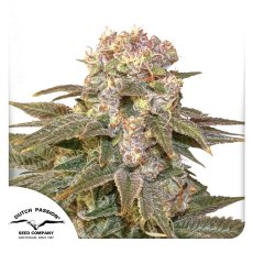 C-Vibez - феминизирани семена 5 бр Dutch Passion