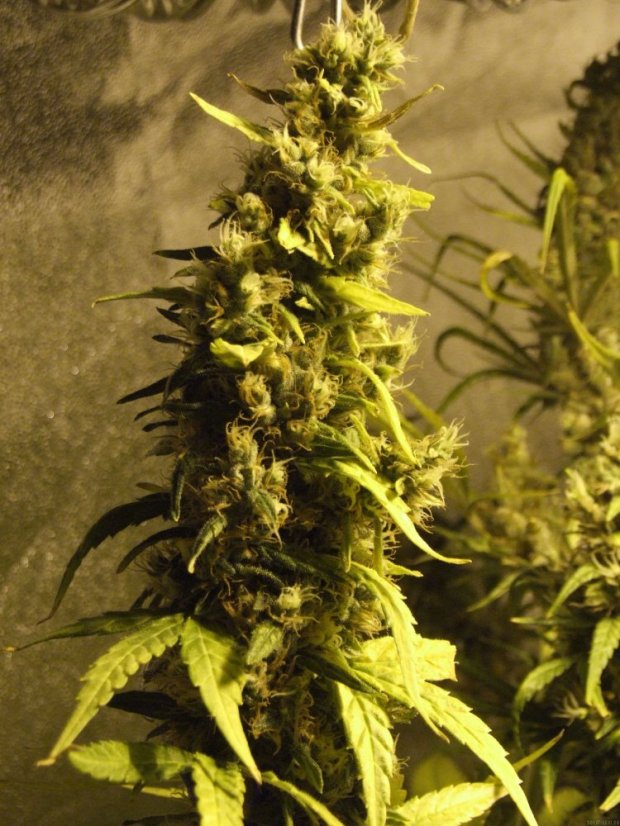 Northern Light - feminizovaná semínka 3 ks Royal Queen Seeds