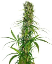 Michka - feminizované semená konope 10 ks, Sensi Seeds