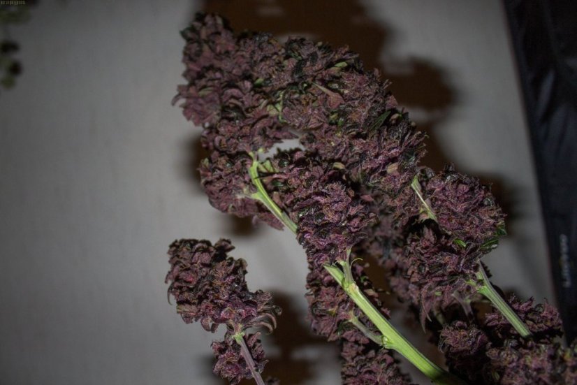 Dark Devil Auto - fem. a autoflowering semienka 10ks Sweet Seeds