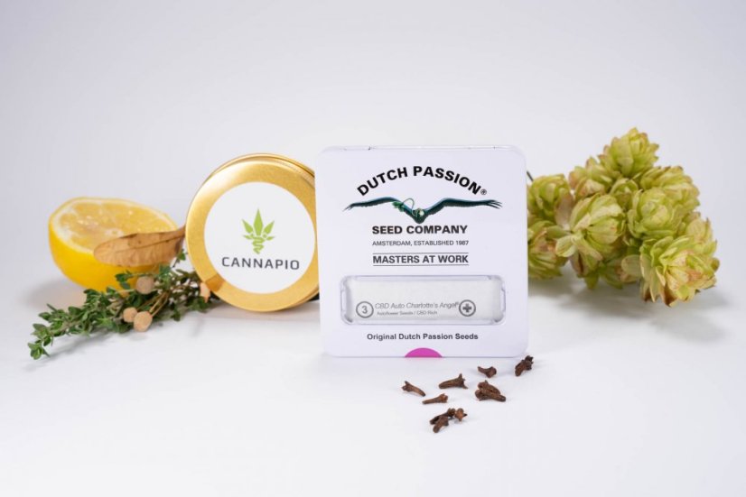 CBD Charlotte's Angel® - feminizované semienka 3 ks Dutch Passion