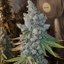 Divine Genetics Sundae Cookies feminizovaná semena