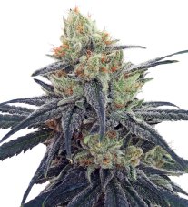 Ace Seeds CBD #1 feminizovaná semena