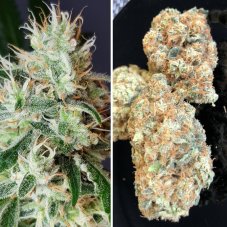 Lemon OG - feminized seeds 8 pcs, Super Sativa Seed Club