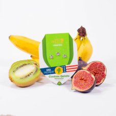 Cookies Gelato Automatic - semințe autofloritoare 5 buc Royal Queen Seeds