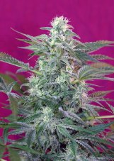 Big Foot – feminizované semienka 5 ks Sweet Seeds