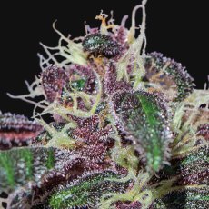 Ayahuasca Purple - feminizovaná semínka 5 ks Barney´s Farm