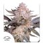 Orange Bud 2.0 - feminisierte Samen, 3 Stück, Dutch Passion