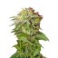Green Poison Auto - 5 bucăți de semințe autofloritoare Sweet Seeds