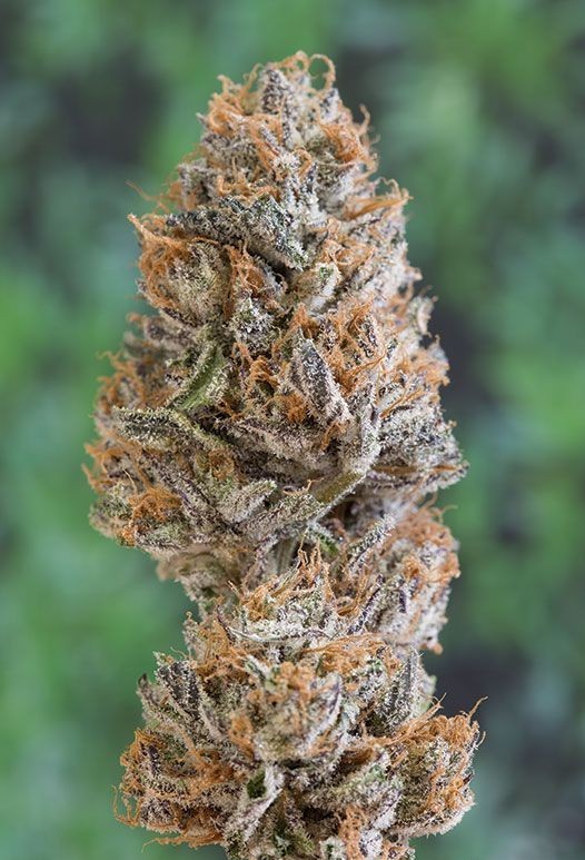 Bubba Kush 2 - feminizovaná semienka 3ks Humboldt