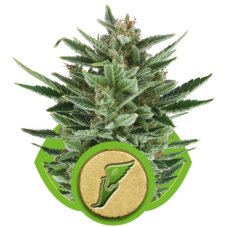 Quick One - samonakvétací semínka Royal Queen Seeds 5 ks