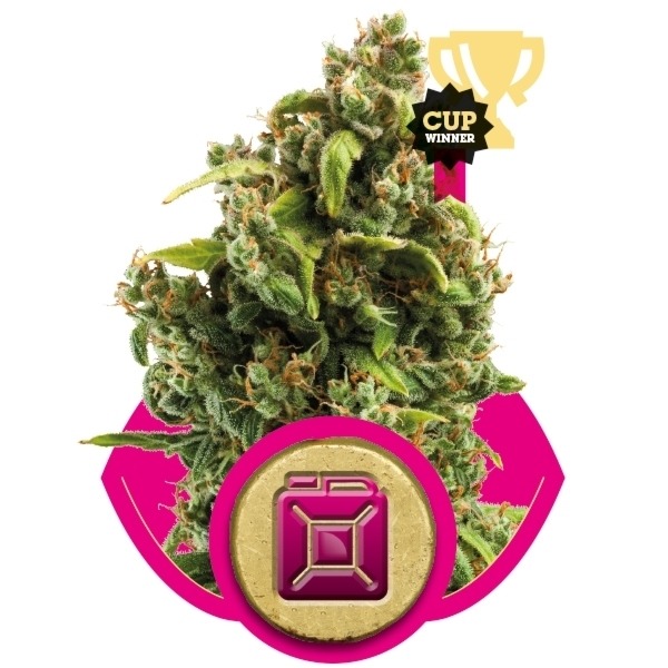 Sour Diesel - feminizované semienka 10ks Royal Queen Seeds