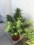 AutoDurban Poison®- autoflowering semienka 3ks Dutch Passion