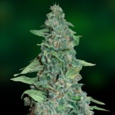 Honey B - Feminized Seeds 10 pcs Barney's Farm