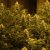 Lemon Skunk - Seeds 10 Stück (Indoor), feminisierte Samen von Green House Seeds