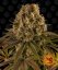 Strawberry Lemonade - feminizovaná semená marihuany 3 ks Barney´s Farm