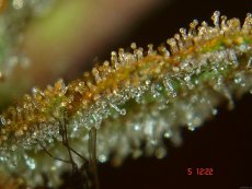 Black Domina - 10 sztuk nasion standardowych Sensi Seeds