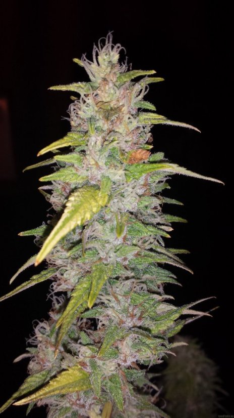 Critical Kush – feminizovaná semena 10 ks Barney´s Farms