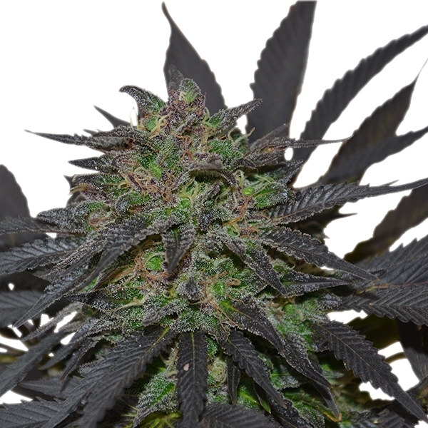 Blue Mystic - feminizovaná semínka 10 ks Royal Queen Seeds