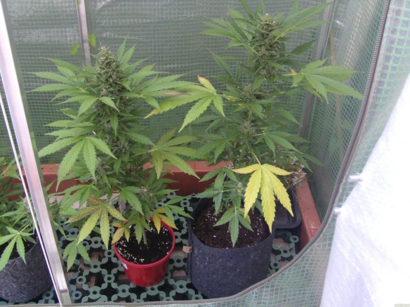 Northern Light Automatic - samonakvétací semínka 3 ks Royal Queen Seeds