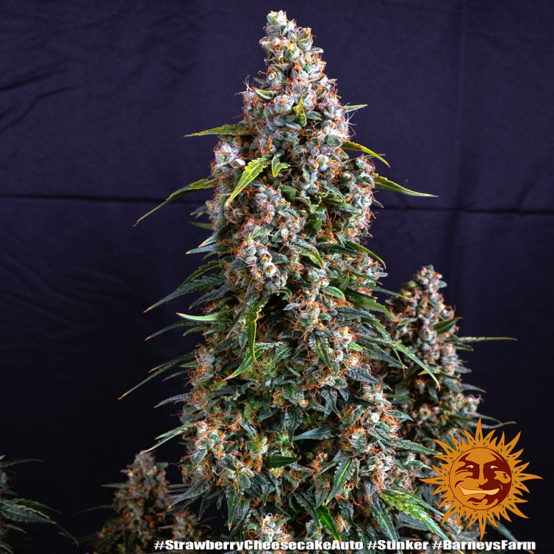 Strawberry Cheesecake Auto - autoflowering semena marihuany 10 ks Barney´s Farm