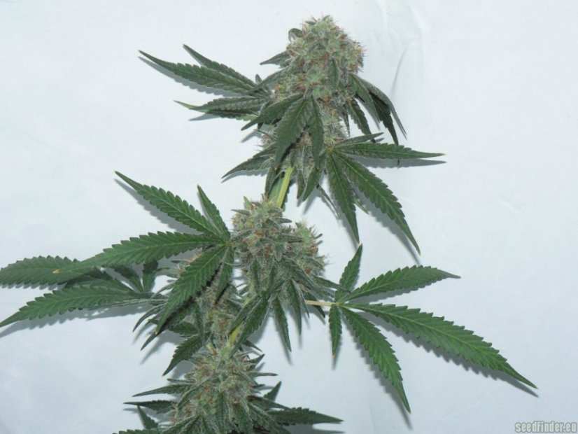 Jack Flash N.5 5 ks feminizované semená Sensi Seeds