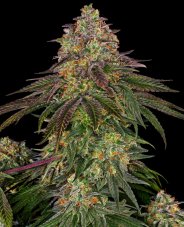 Sweet Cherry Kush - Feminizovaná semena konopí 3 ks, Sensi Seeds