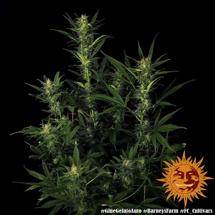 Glue Gelato Auto - autoflowering semena marihuany 5 ks Barney´s Farm