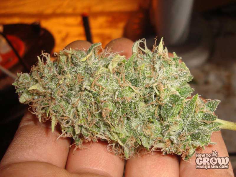 Sour Diesel Auto - fem. a autoflowering semienka 3ks Dinafem