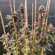 GMO Fast - feminizované semená, 3 ks, Dutch Passion