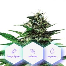 Pure Mountains CBD - Cannapio Premium Gefeminiseerde Zaden 5 stuks