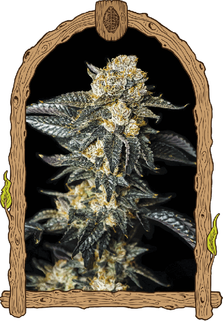Zkittaberry Auto – feminisierte selbstblühende Samen, 10 Stück, Exotic Seed