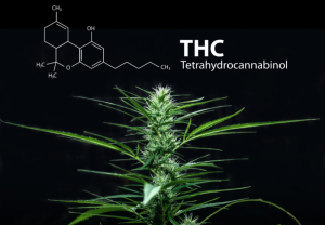 Nivelurile de THC în semințele de cannabis - Ghid complet