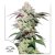 Skywalker Haze® - semillas feminizadas 10 unidades Dutch Passion