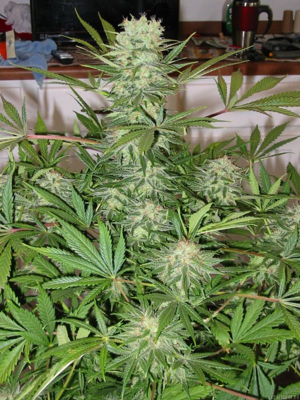 G13 Haze – 3 ks feminizovaná semínka Barney´s Farm