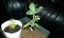 California Indica - semínka 10 ks standardizovaná Sensi Seeds