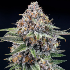 Ripper Seeds EyeBallz feminizované semená
