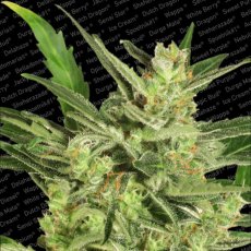 Automaria II - feminizované a autoflowering semienka 3ks Paradise Seeds